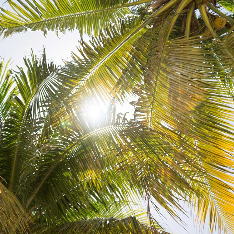 location vacances Martinique