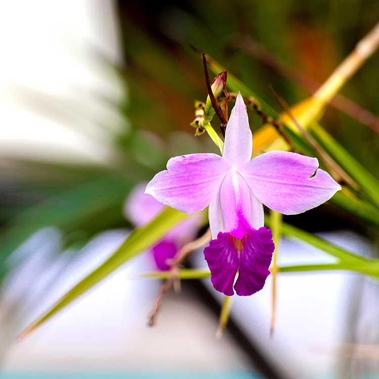 logement vacances Martinique | Villa Baie du Marin