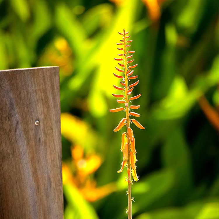 logement vacances Martinique | Villa Baie du Marin
